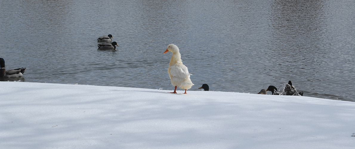 ducks swimming in Campus Lake